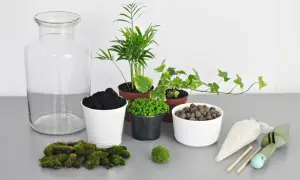 Las w szkle DIY: Stwórz swój miniaturowy ekosystem krok po kroku