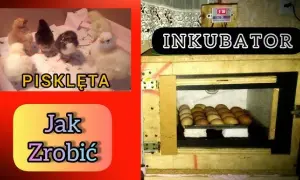 Inkubator z butelki: Zbuduj go sam! Krok po kroku do piskląt