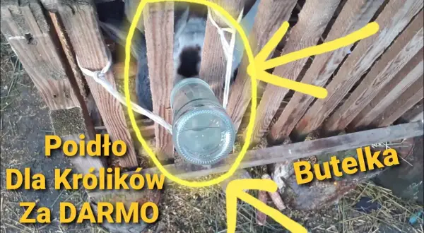 Poidło dla królika z butelki? Zrób to sam i oszczędź!